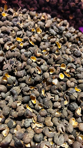 Szechuan Pepper Seedless, 25 kg