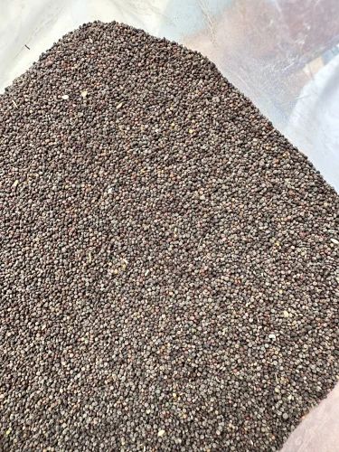 Himalayan Jakhya Wild Mustard, Loose