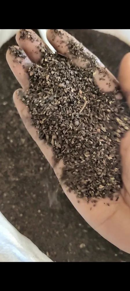Pepper dust
