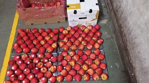 A Grade New Zealand Red Delicious Apple, Packaging Size: 18, Packaging Type: Carton