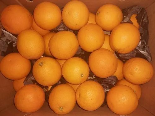 A Grade Pan India Egypt Valencia Citrus Orange, Packaging Size: 15 kg, Packaging Type: Carton