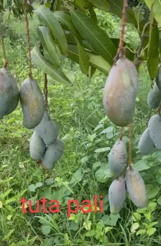 Totapuri Mango