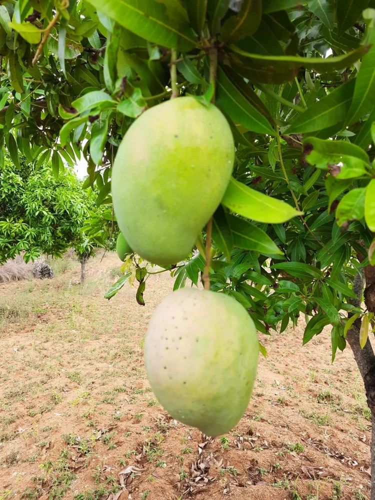 Baiganpally 2Nd Quality Mangoes