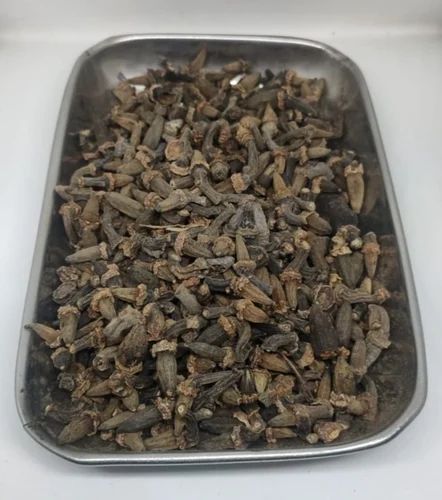 Small Marathi Moggu, Medium, Boot Polish