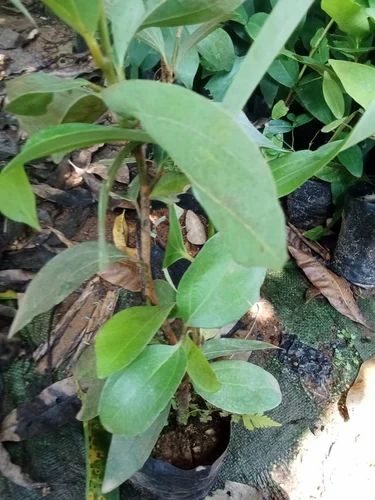 Cinnamomum Cassia Dalchini Plant, Whole Stick