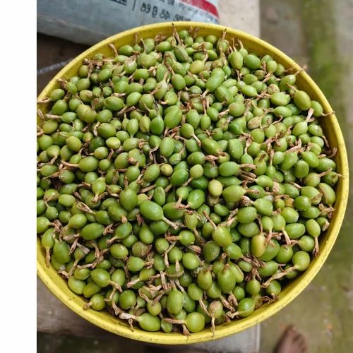 Salted A Grade Sundakkai Seeds, Packaging Type: Packet