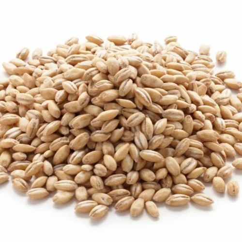 Indian Organic Pearl Barley, High in Protein