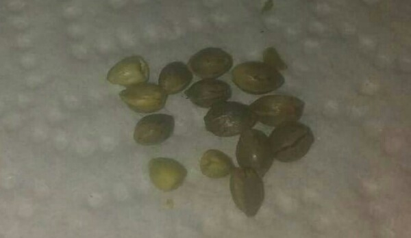 Green Peppercorn