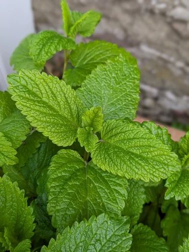 Lemon Balm Leaves