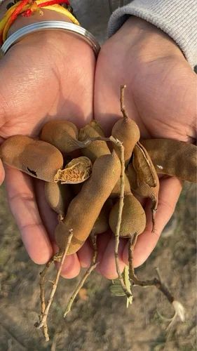 Imli Seed Powder