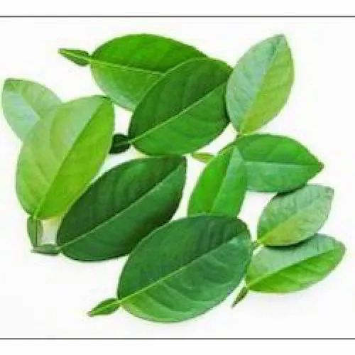 Dried Lemon Leaf