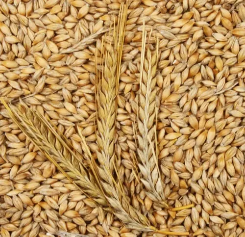 GOGNATH Organic Barley Whole, Packaging Size: 25 kgs