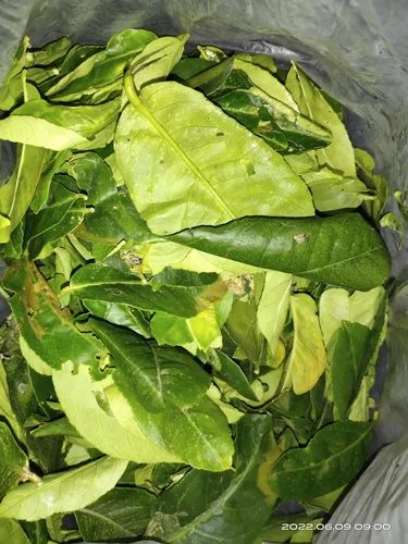 Fresh Lemon leaf