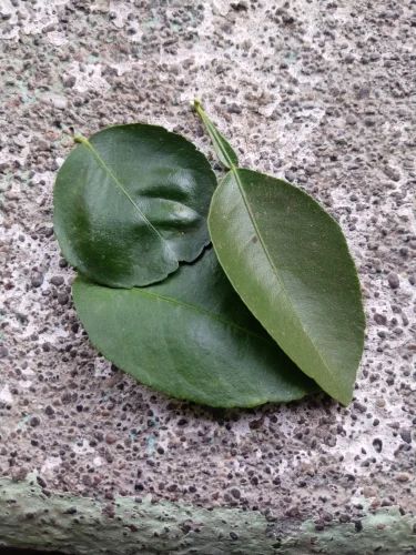 Dry Lemon Leaves, 500 g