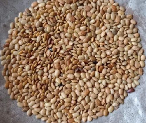 Horse Gram Pulse