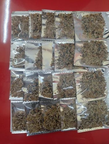 20 Pieces Chain Panch Phoron Seed