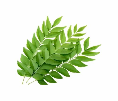 Dry Curry Leaves Kadi Patta