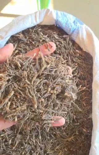 Madagascar Clove Stem, Grade: Spent