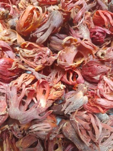 Mace Nutmeg Flower