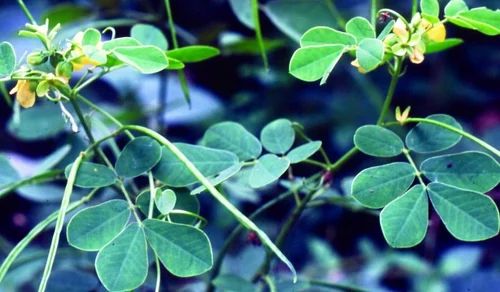 Cassia Tora .