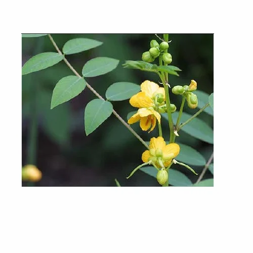 Cassia Occidentalis