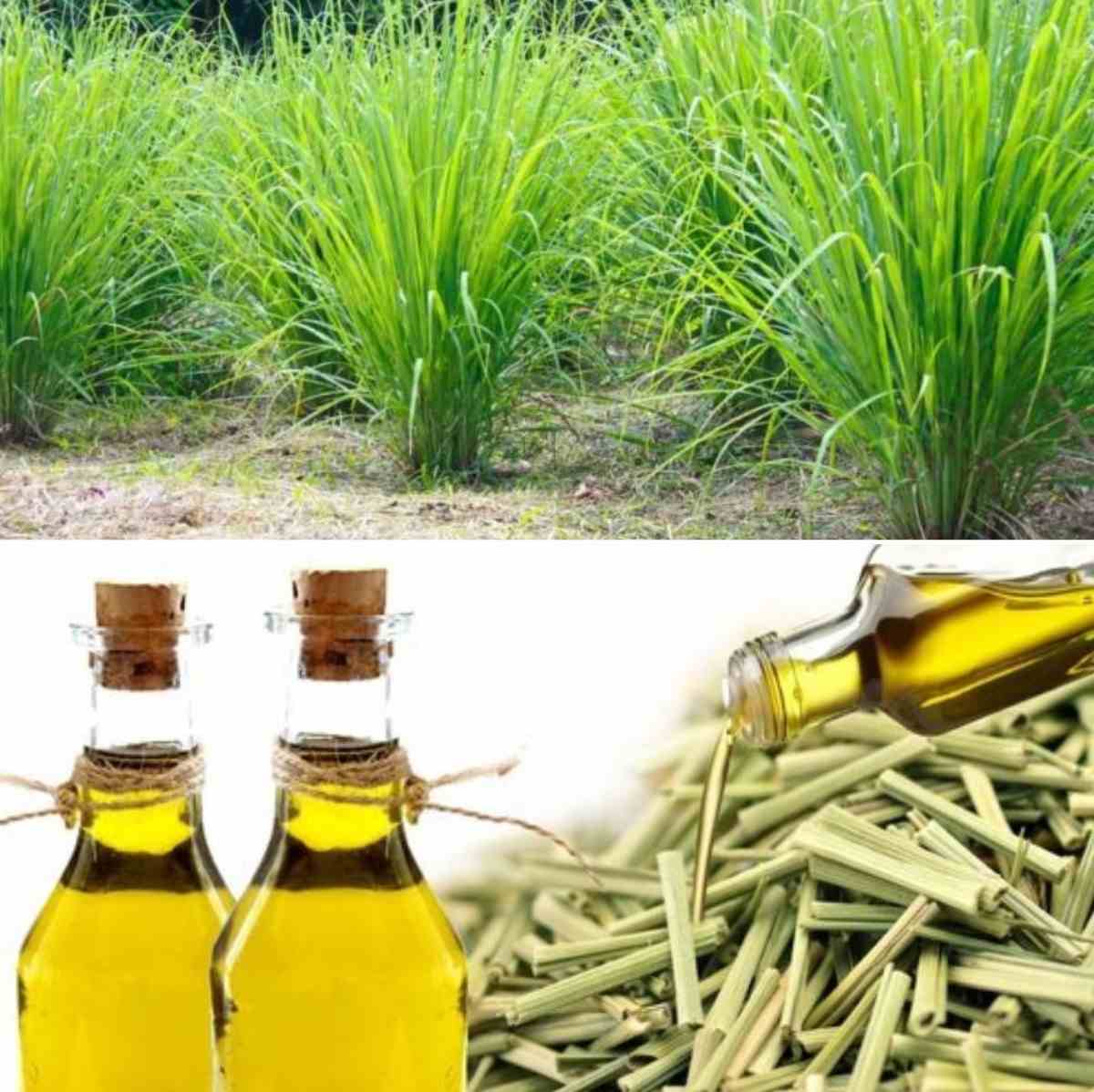Lemon Grass Oil 