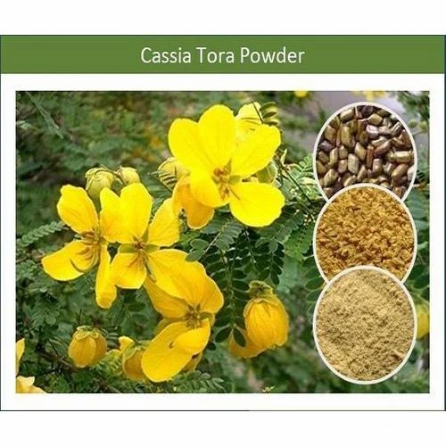 New Fresh High Quality Cassia Tora Powder