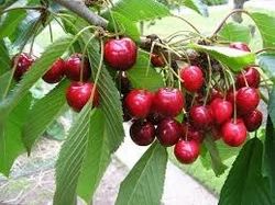 A Grade Cherries canberies strawbaries gojibarries, Packaging Type: Carton, Packaging Size: 5 Kg