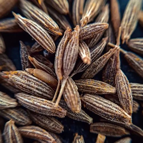 Dried Safed Jeera Seeds
