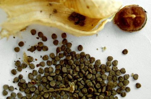 Dried Ajwain Khurasaini Seed