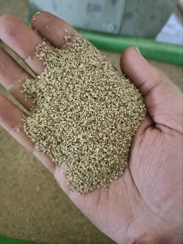 Organic Ajwain Seeds