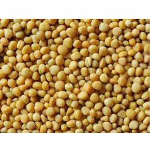 Organic Yellow Mustard Seed, Medium