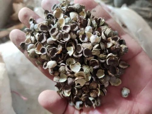 6 MM Charoli Shell, Premium, Hi