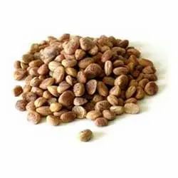 Charoli Seeds