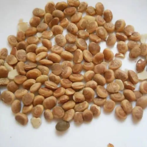Organic Charoli Seed, Packaging Type: Gunny Bag, Packaging Size: 10 Kg
