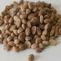 Charoli Seeds