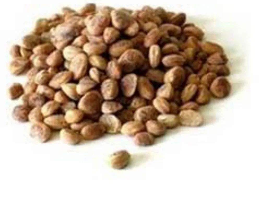 Charoli Seeds