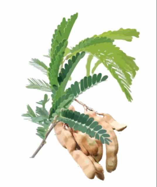 Tamarind Kernel