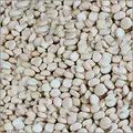 Tamarind Kernels