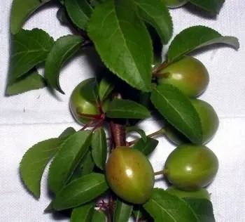 Myrobalan Plum