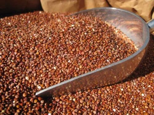Brown Mustard Seeds, Packaging Size: 50 kg