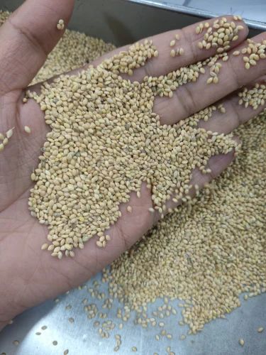 Unpolished Kangni Seed, Form: Whole Grains