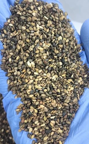 Brown Mustard Seed Small Size Sortex, Packaging Size: 25 kg