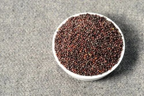 Brown Mustard Seed (Machine Cleaned, 99.7% Purity) - 50 kg