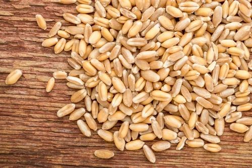 Milling Grade UP 365 Organic Wheat