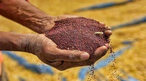 Loose Mustard Seed Black Brown 25kg Bags