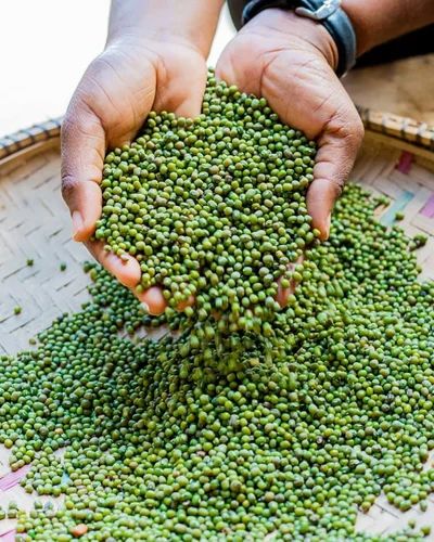 Whole Green Moong Pulses, Packaging Size: 30 Kg