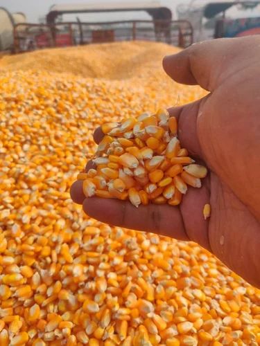 Hybrid Yellow Maize Seeds, Packaging Size: 50 kg