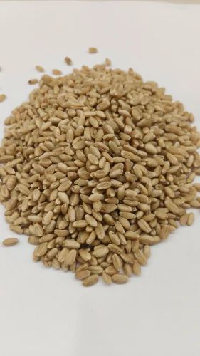 Organic Wheat Whole