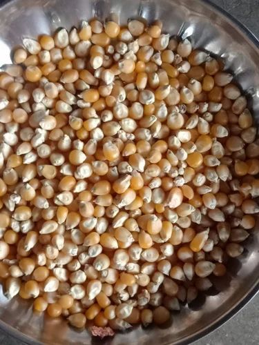Yellow Imported Popcorn Seeds, High in Protein, 30 Kg